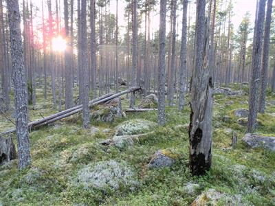 Vandra i Sverige – Ore skogsrike i Dalarna är ett av Världsnaturfondens 10 tips
